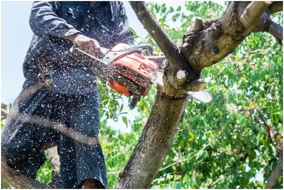 tree services Arapaho